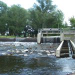 Hörsel , Fischsterben