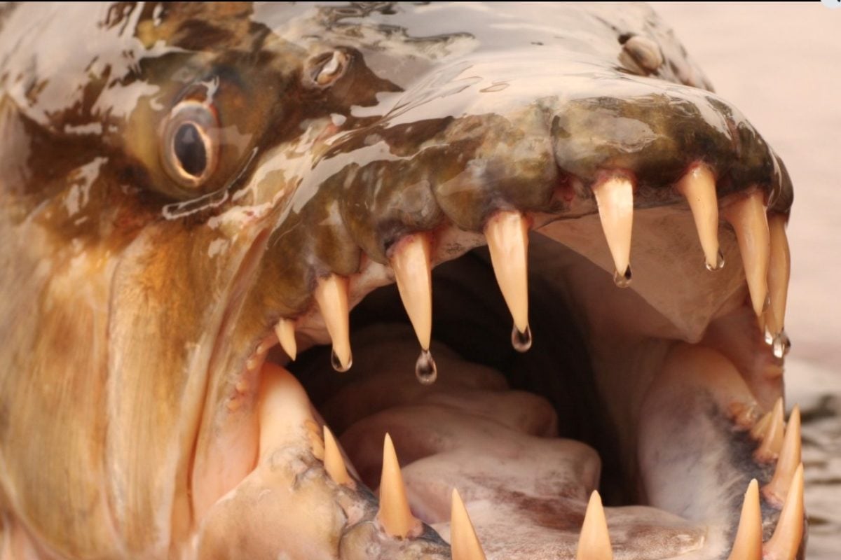 Gebiss eines Tigerfisches