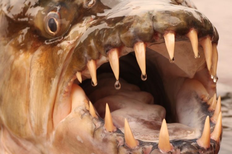 Gebiss eines Tigerfisches