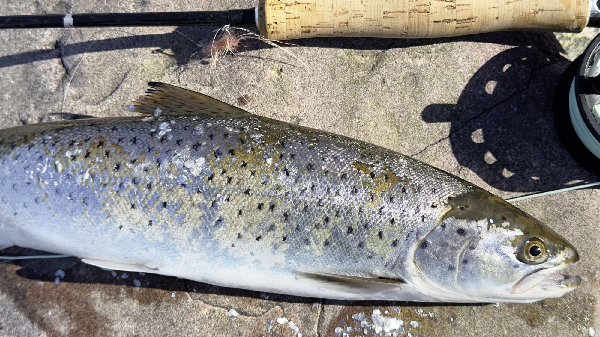 Fischrezept_Meerforelle
