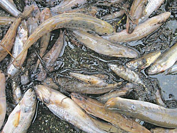 Fischsterben
