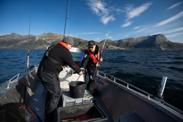 Zwei Angler bestücken die Heilbuttangel mit frischem Fisch vor einem norwegischen Fjordeingang