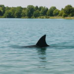 Hai Alarm am Pleschinger See