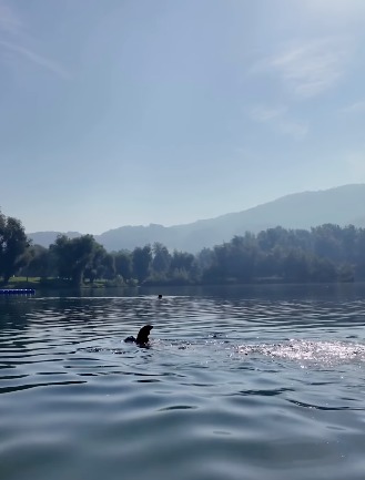 Hai Alarm am Pleschinger See