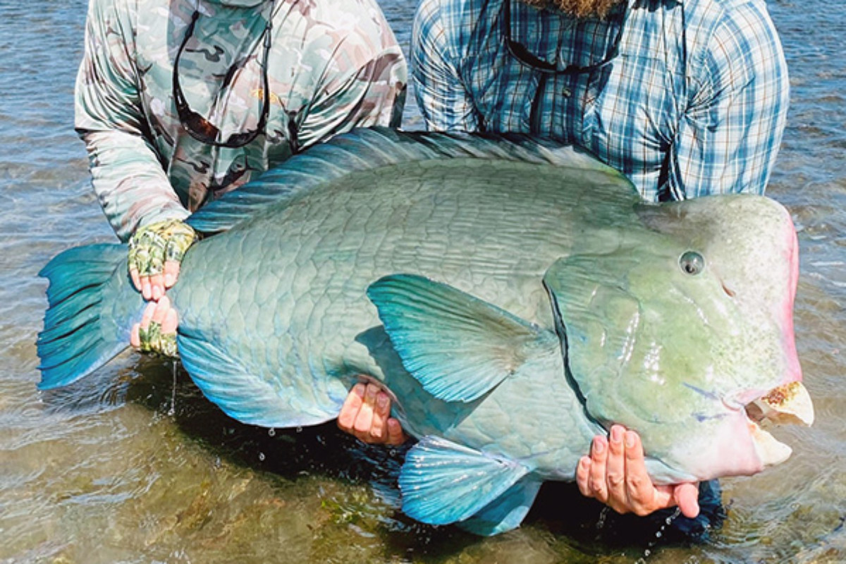 Mark Week Parrotfish IGFA Rekord Bumphead Papageienfisch
