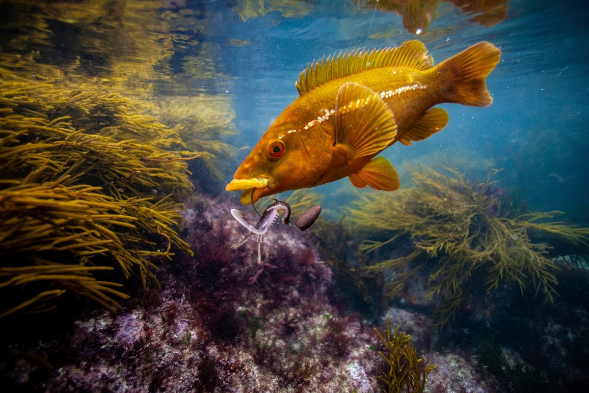 Lippfisch am Texas-Rig, Unterwasser-Aufnahme