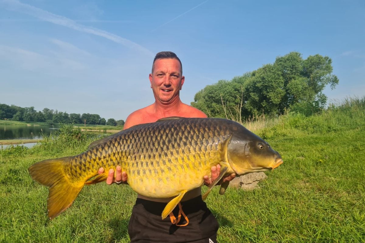 Schuppenkarpfen aus der Elbe.