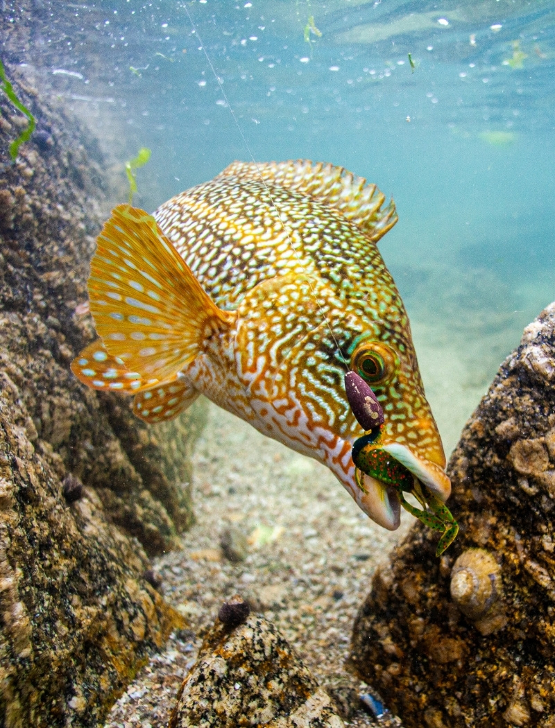 Lippfisch unter Wasser