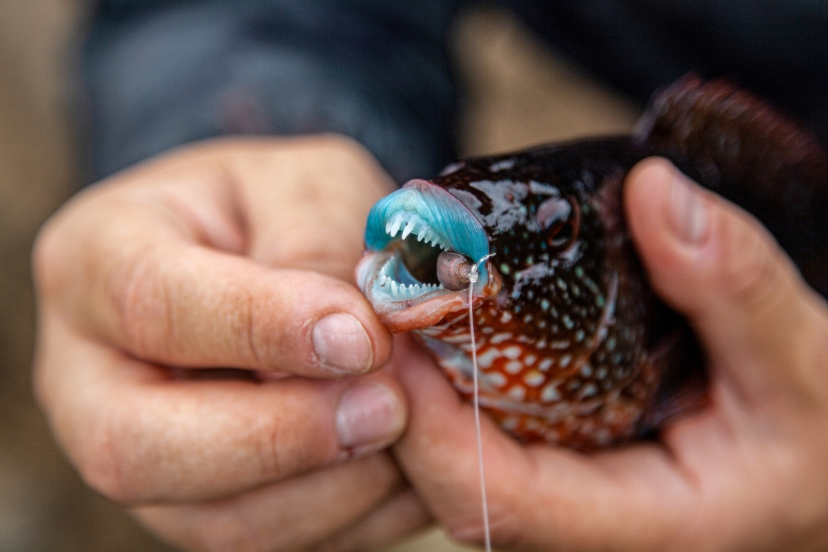 Lippfisch mir scharfen Zähnen