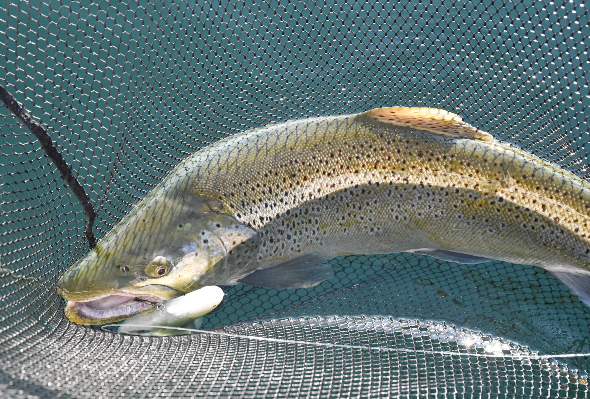Seeforelle beißt auf einen Swimbait beim Hechtangeln