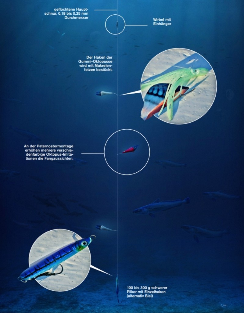Illustration der Naturködermontage für das Seehechtangeln
