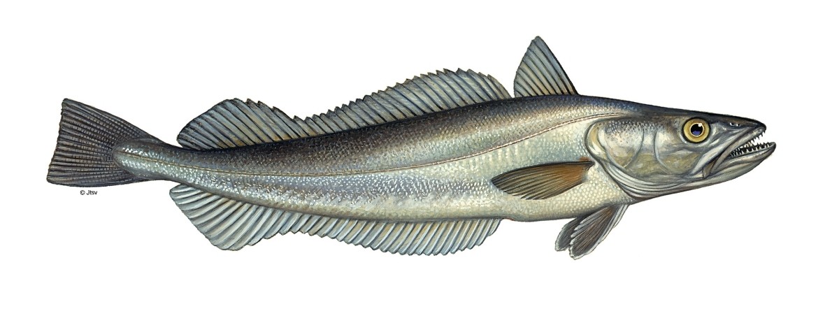 Illustration Seehecht