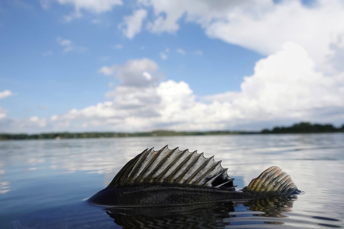 Rückenflosse eines Barschs ragt aus dem Wasser