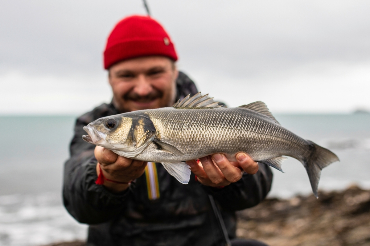 Angler mit Wolfsbarsch an der Küste der Normandie