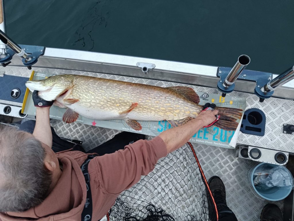 136 cm pure Hechtpower