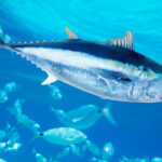 Blauflossenthun - Blauflossentghunfisch