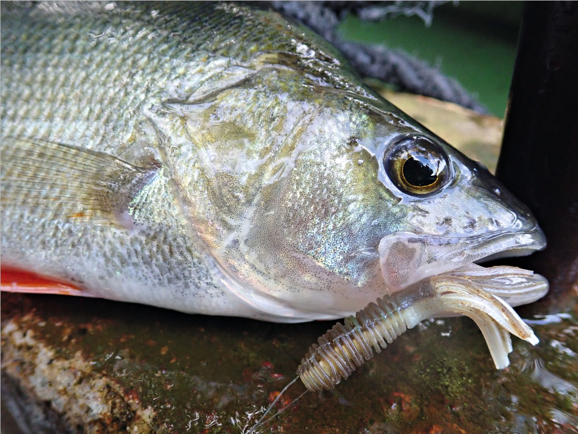 Barsch Mini-Tube am Seitenarm (Vorfach gedoppelt, Haken eingeschlauft)