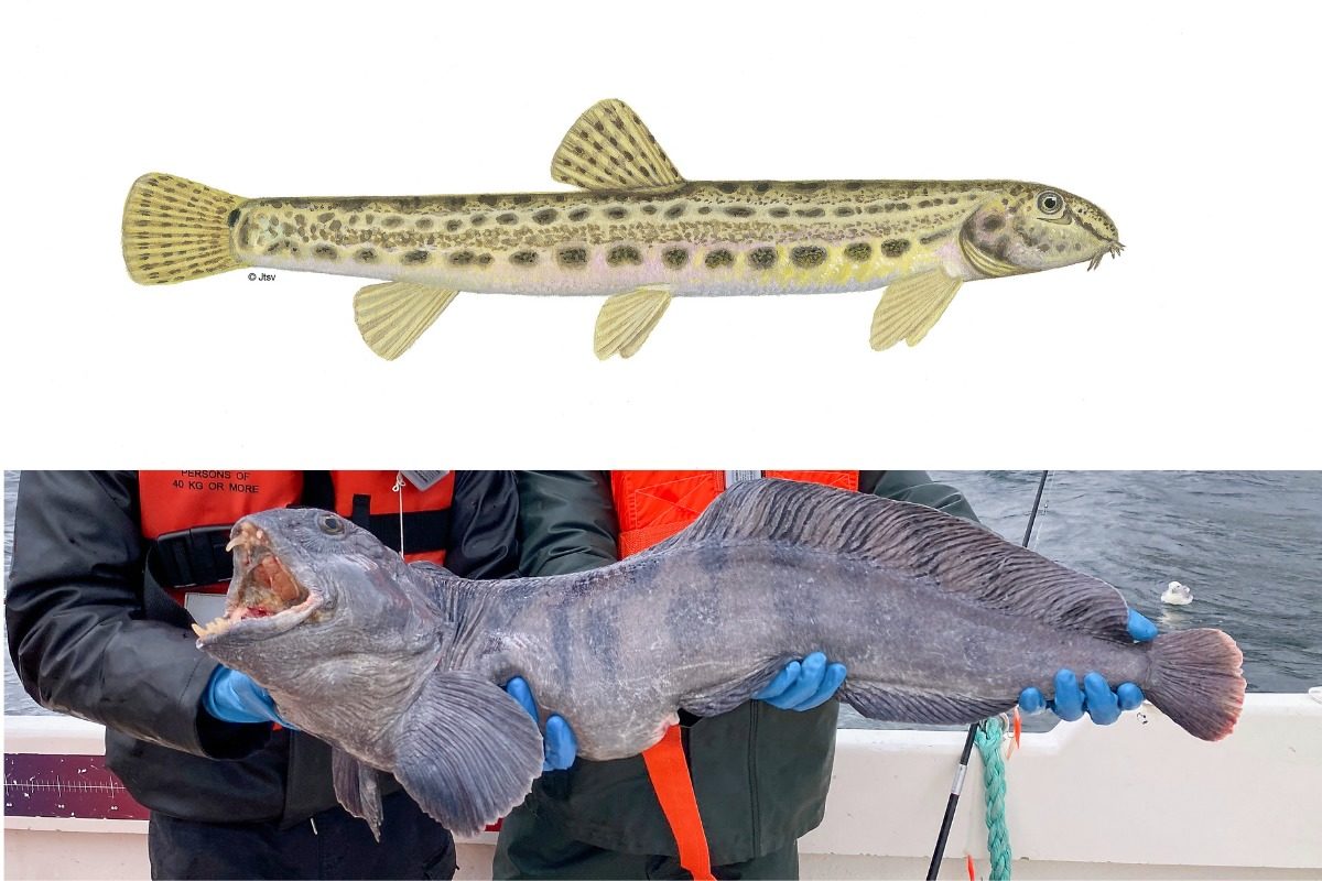 Steinbeißer: Zwei Fische mit gleichem Namen?