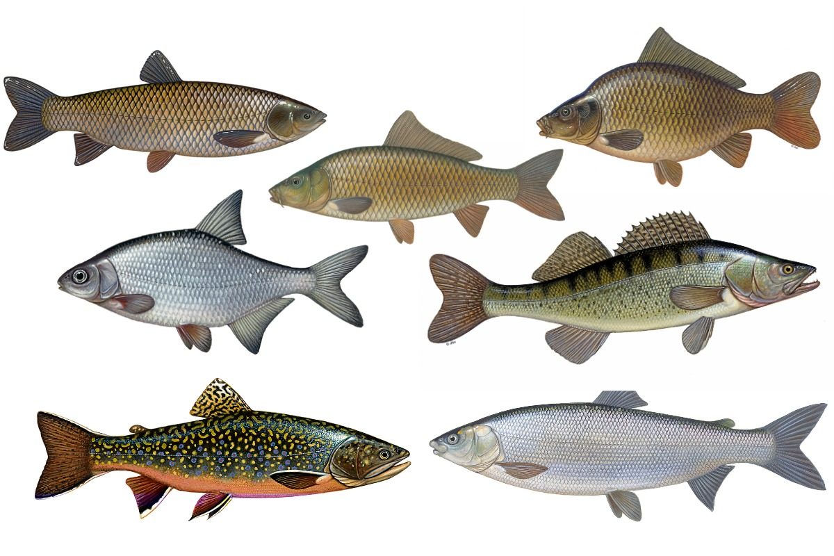 Fischarten richtig bestimmen