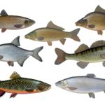 Fischarten richtig bestimmen