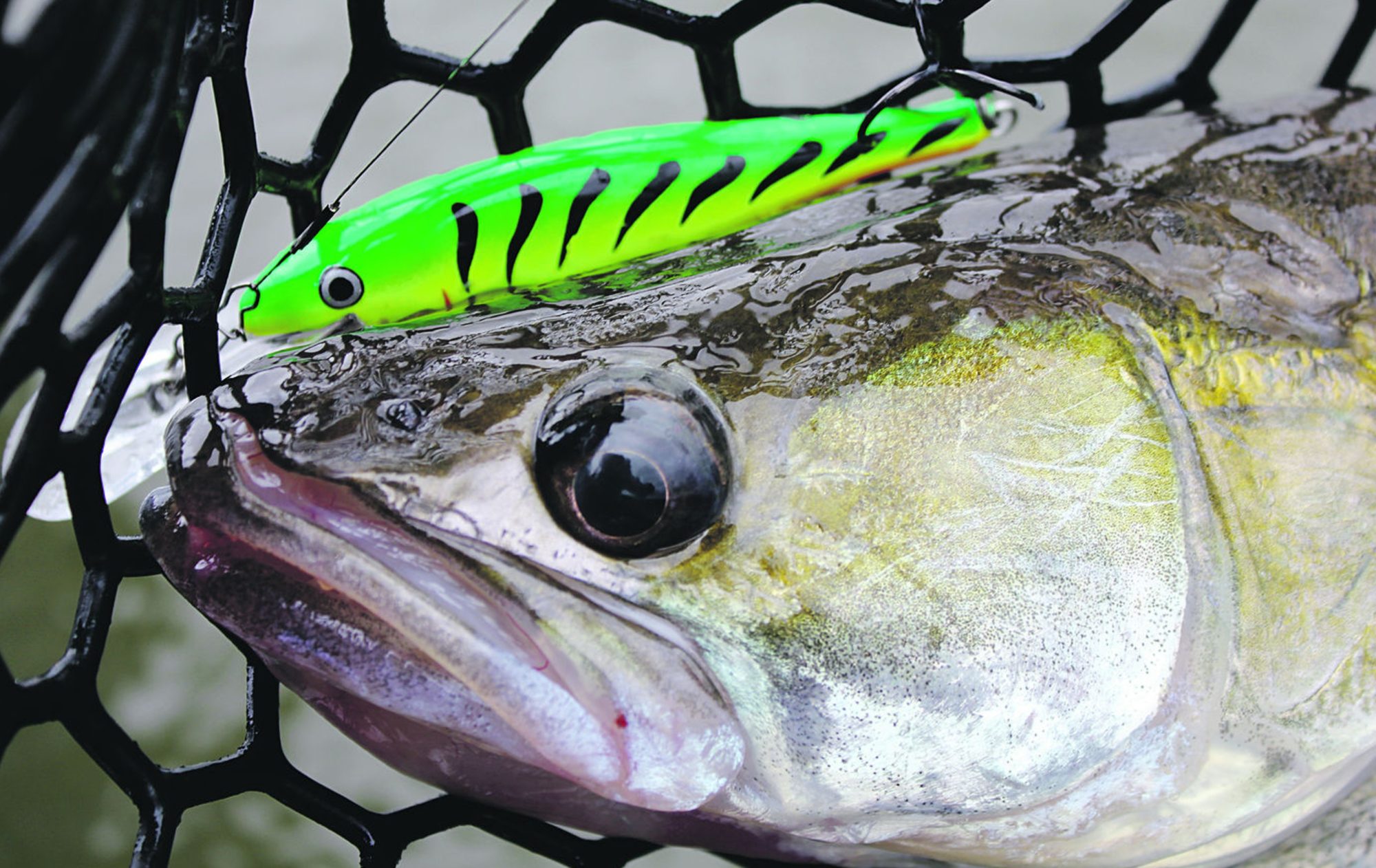 Kescher Zander Wobbler