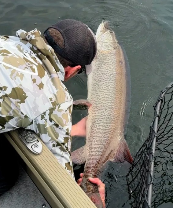 Muskie wird released