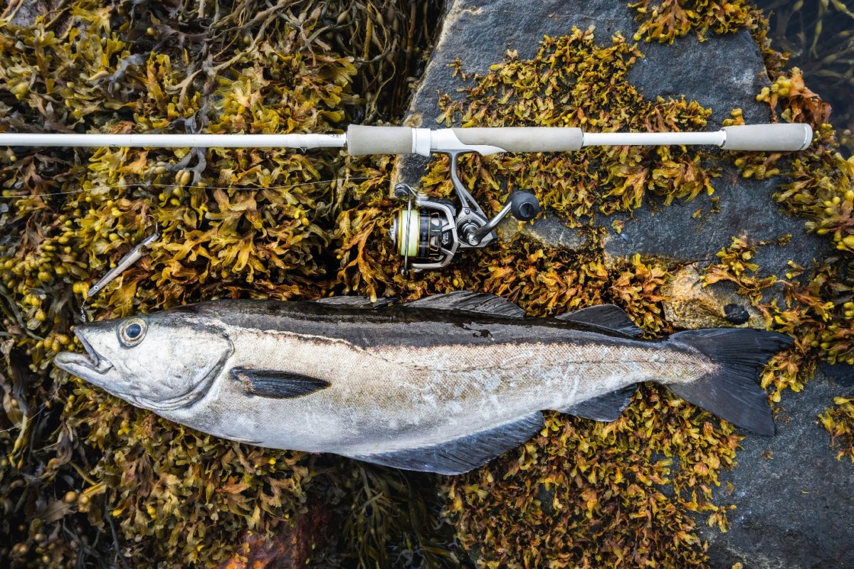 Spinnangeln Norwegen