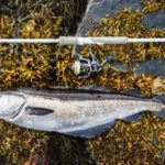Spinnrute und Pollack in Norwegen