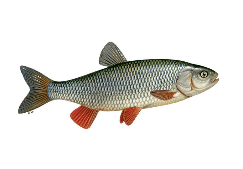 Döbel