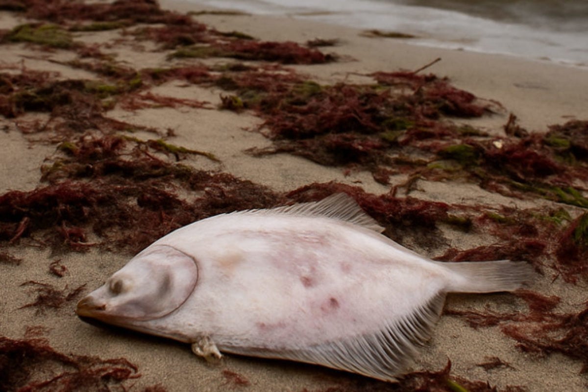 Fischsterben in der Ostsee