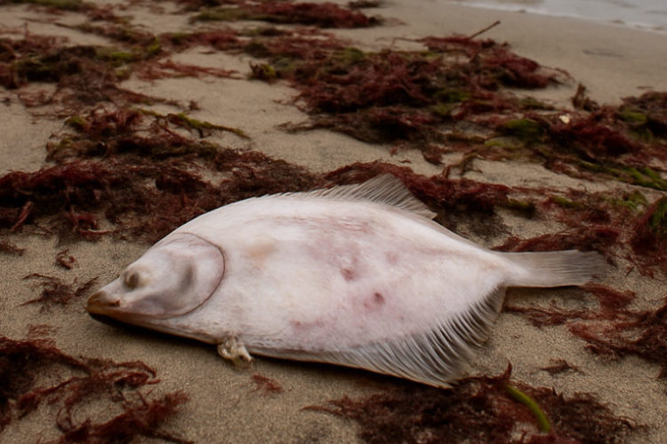 Fischsterben in der Ostsee