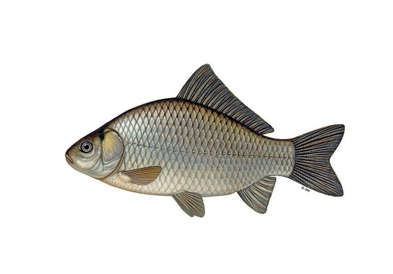 Giebel