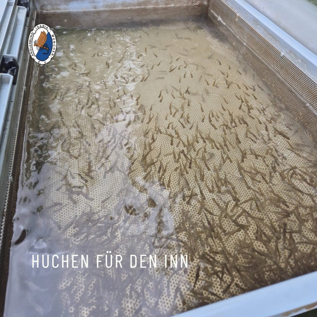 Huchenaufzucht