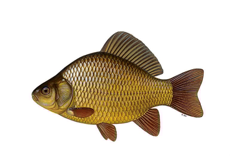 Bild zur Fischbestimmung: eine Karausche