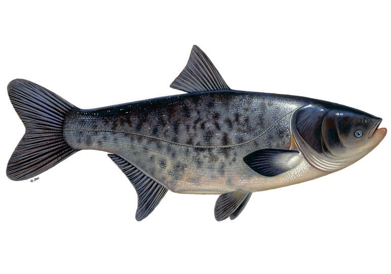 Marmorkarpfen