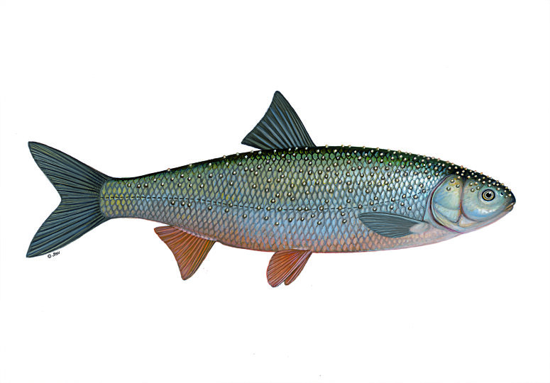 Perlfisch