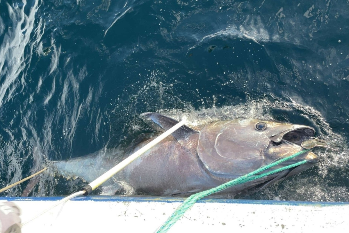 Großer Thunfisch beim Bootsangeln in Norwegen