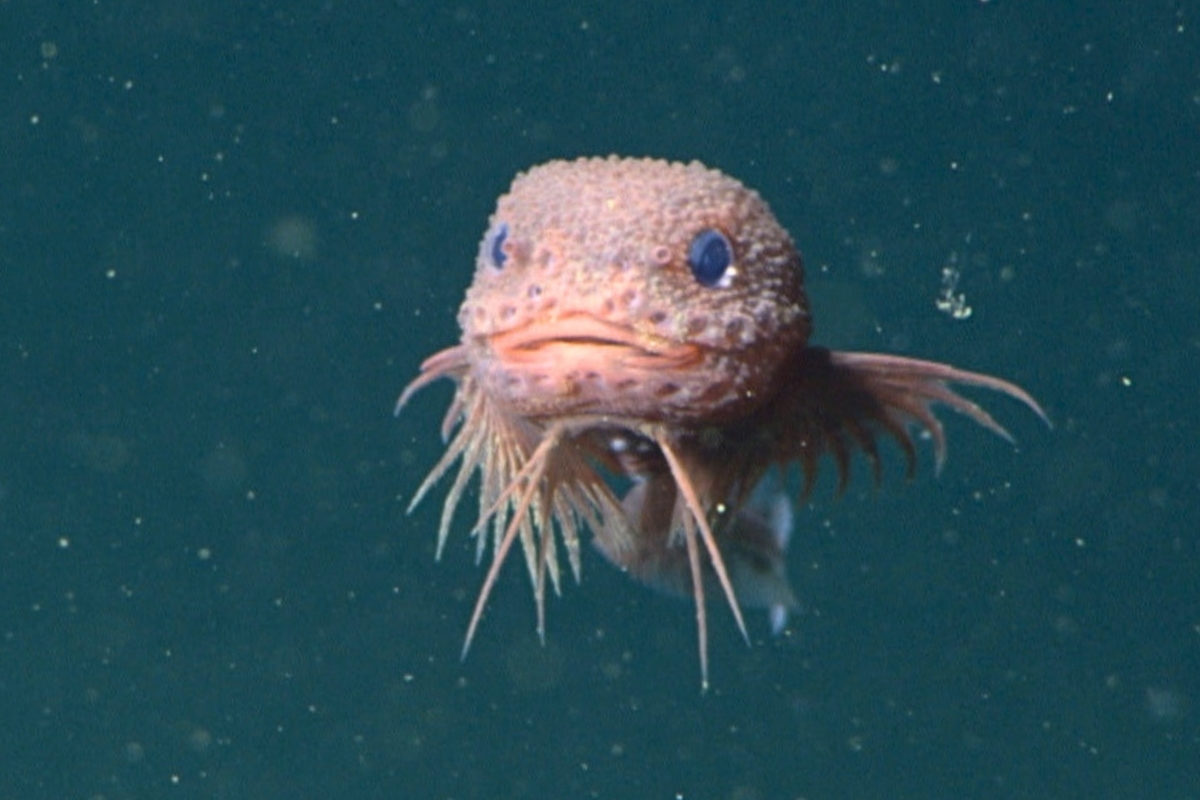 Rosa beuliger Scheibenbauch