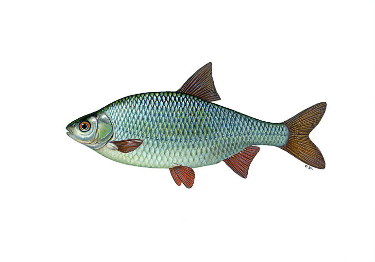 Rotauge