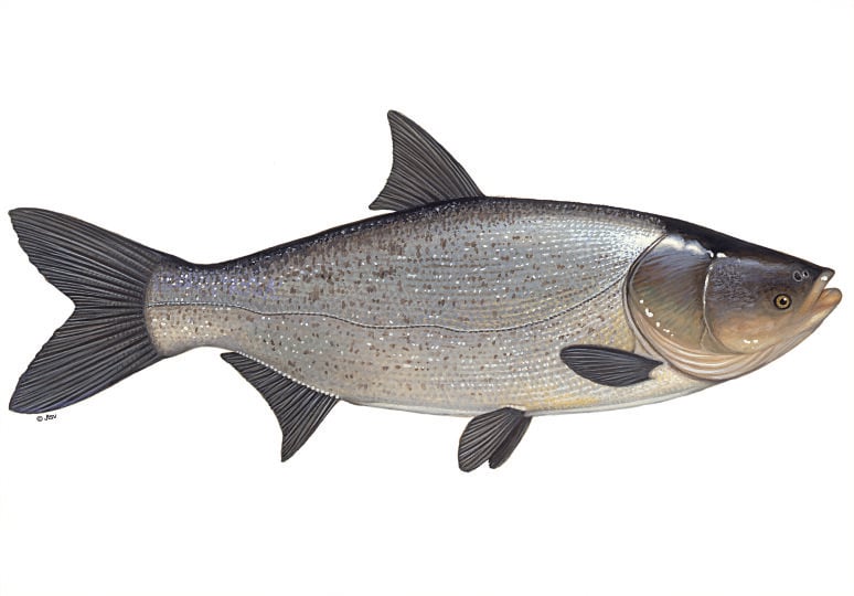 Silberkarpfen