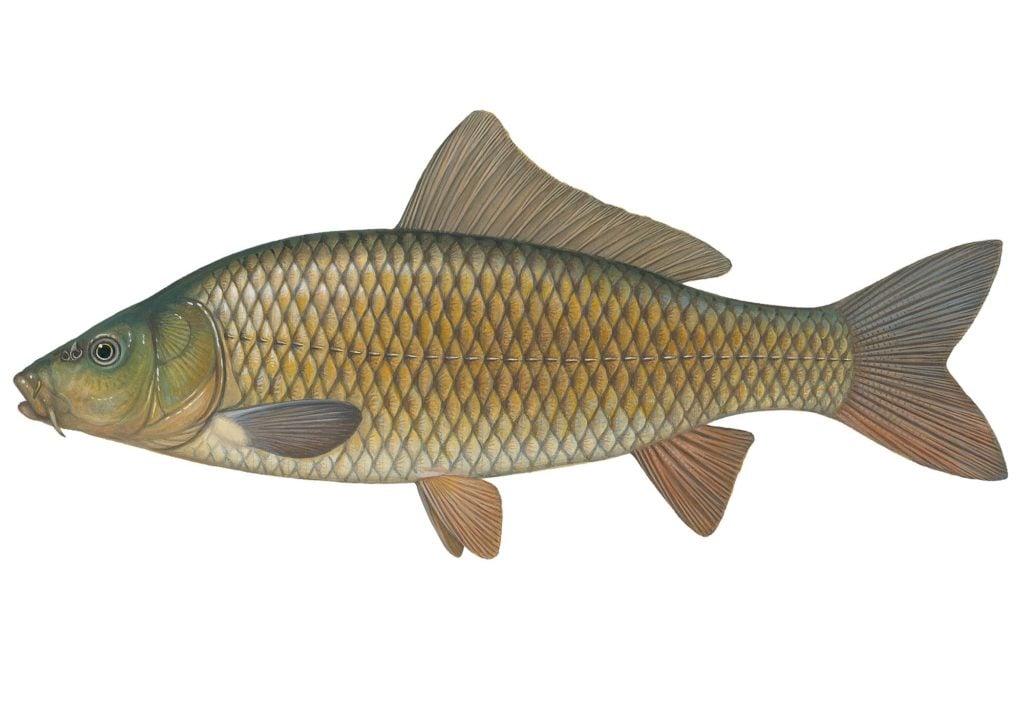 Wildkarpfen
