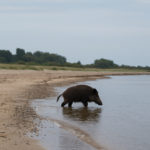 Wildschwein in der Ostsee