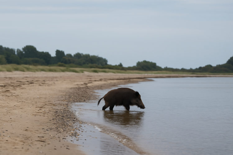 Wildschwein in der Ostsee