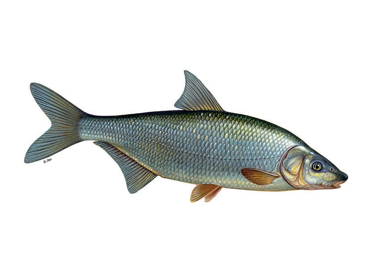 Zährte
