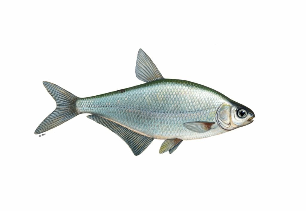 Zobel