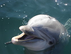 Delphin