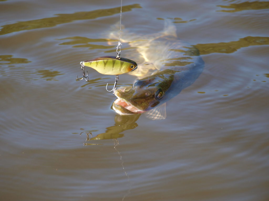 Hecht am Lipless Crank