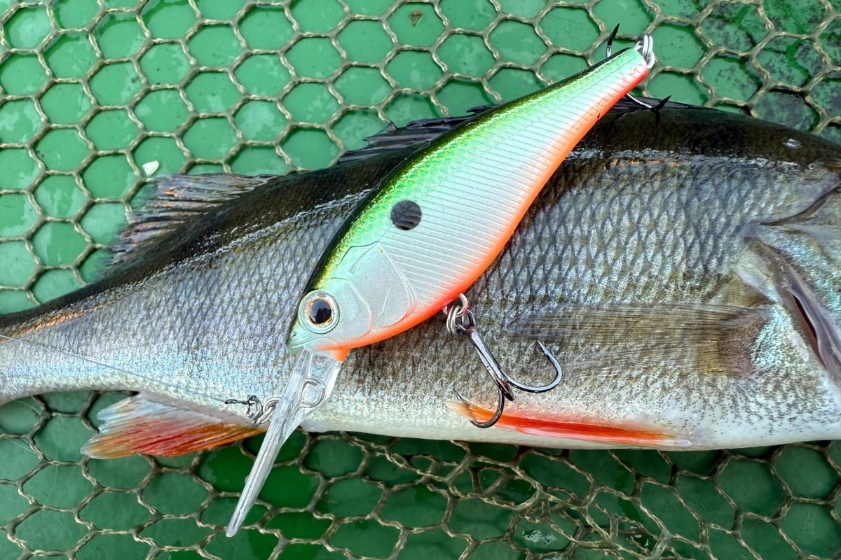 Der Nories Jetty Shad auf einem Barsch
