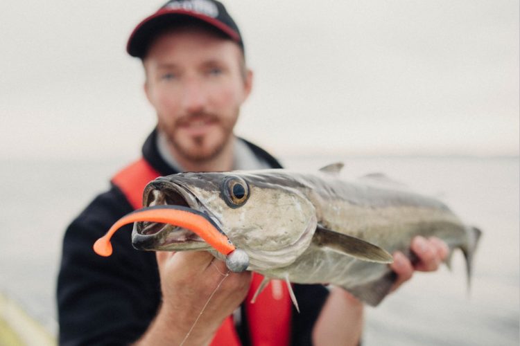 Gummifisch Norwegen Pollack