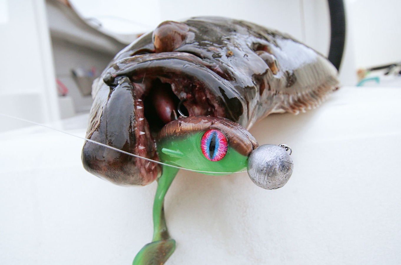 Heilbutt Gummifisch Norwegen